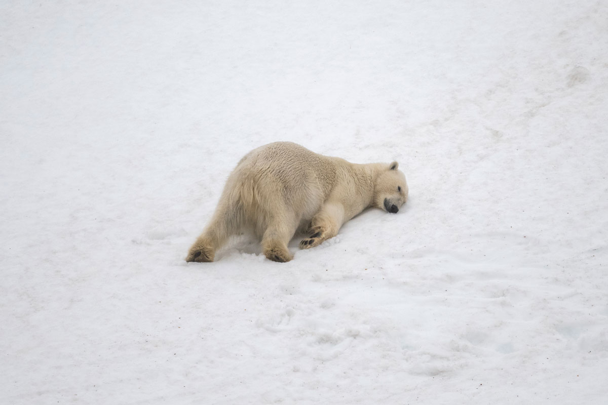 Polar bear in the snow at Smeerenburg