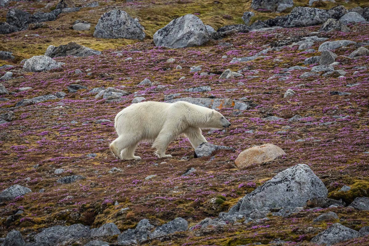 Polar bear spotted in Ytre Norsokoya