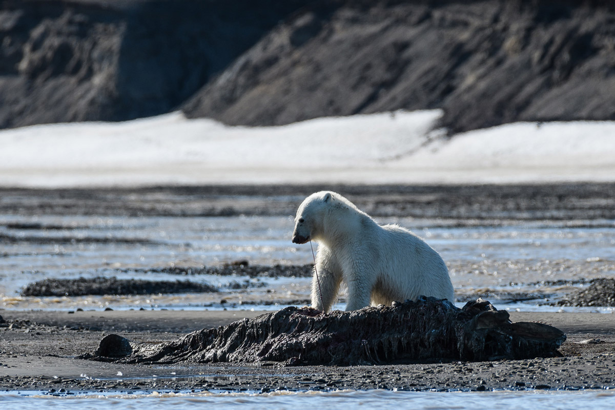 polar bear scavenging