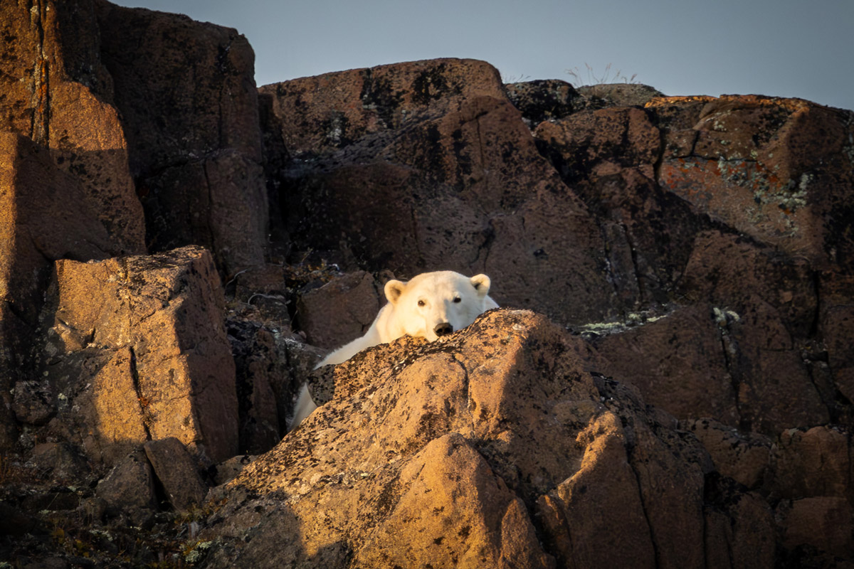 Polar bear spotted in Svalbard