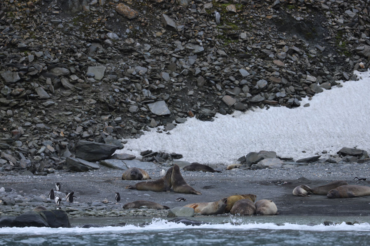 seals and penguins spotted closely at Elephant Islands