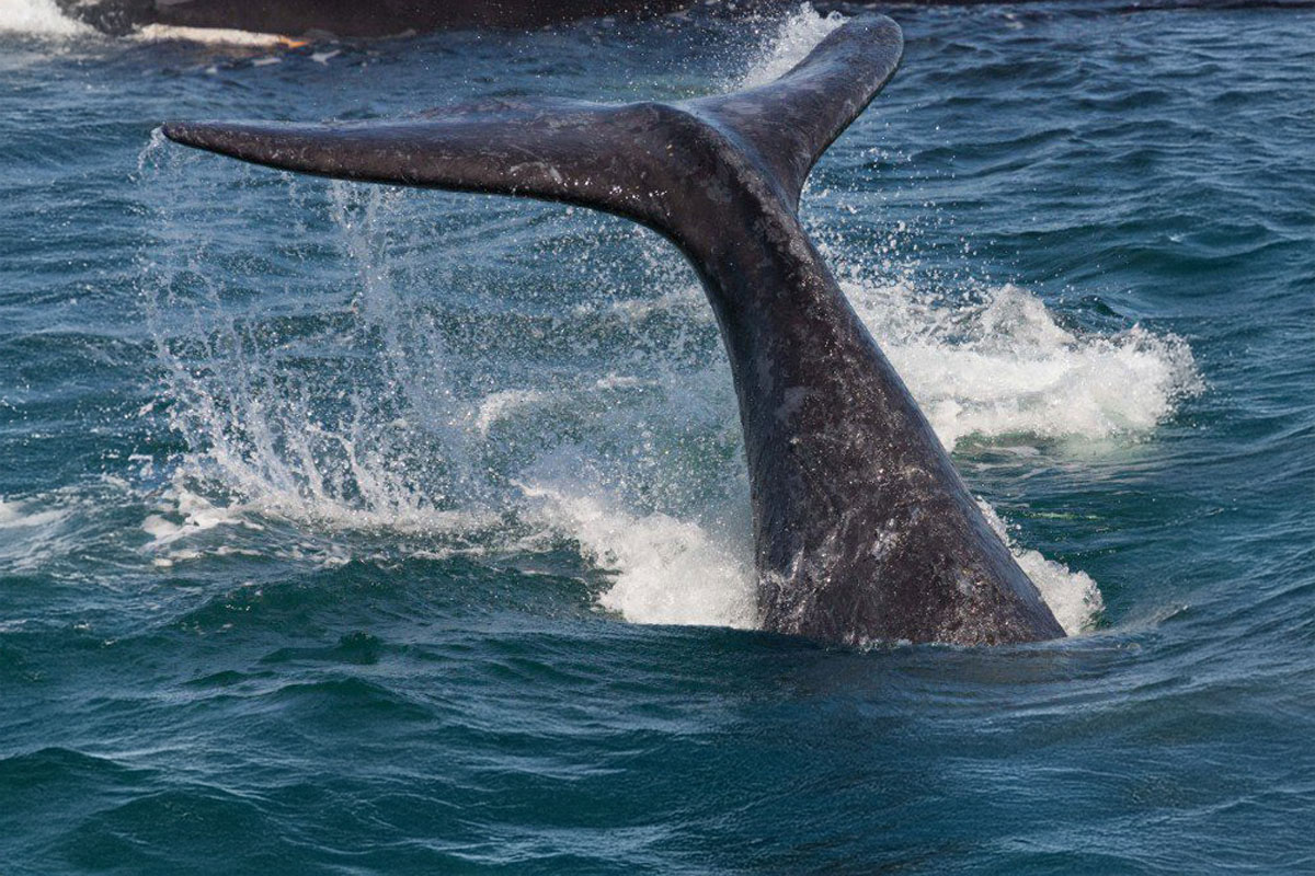 Southern Right Whale tail
