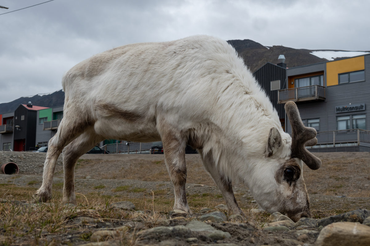 Svalbard reindeer close the city buildings of Longyearbyen,Svalbard