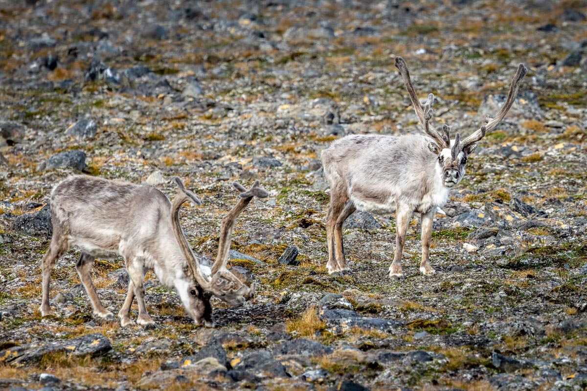 Two Svalbard reindeer with long antlers spotted in Signehamna, Svalbard