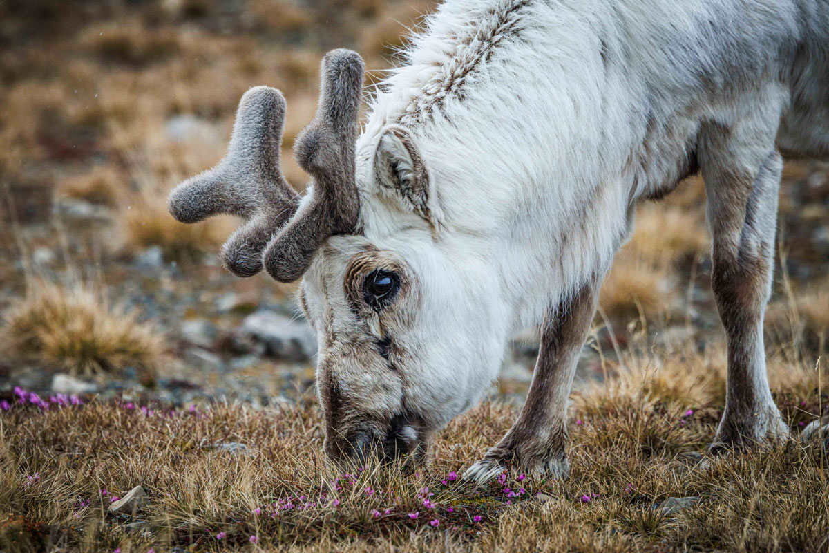 Svalbard reindeer observed eating in Ny Alesund, Svalbard
