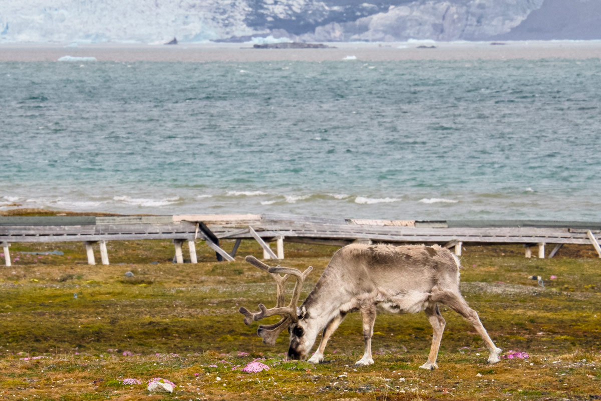 A Svalbard reindeer seen eating, with the sea in the background