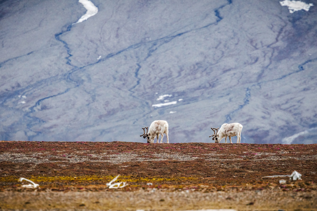 Two Svalbard reindeer are seen eating in Andréetangen, Svalbard