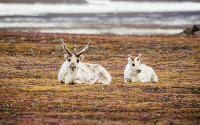 Svalbard Reindeer