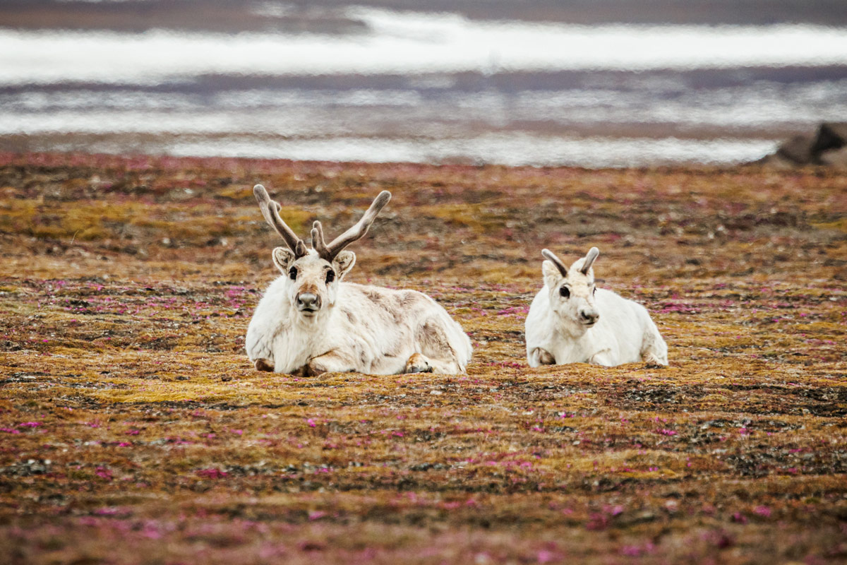 Svalbard Reindeer | Polar Latitudes Expeditions