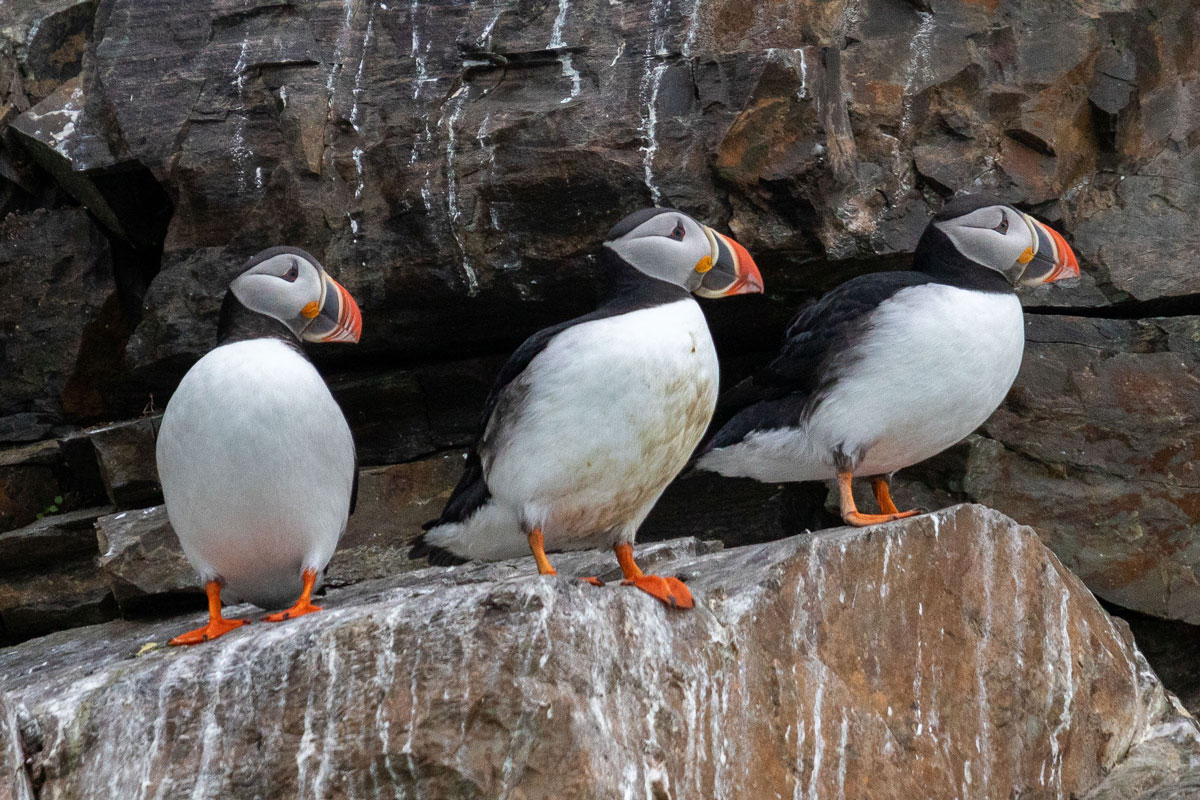 Three Atlantic puffins nesting in a cliff