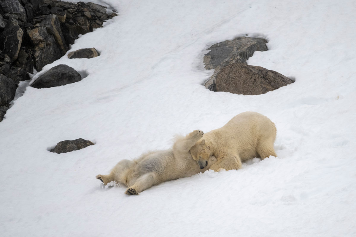 two polar bears playing in the snow found at Smeerenburg