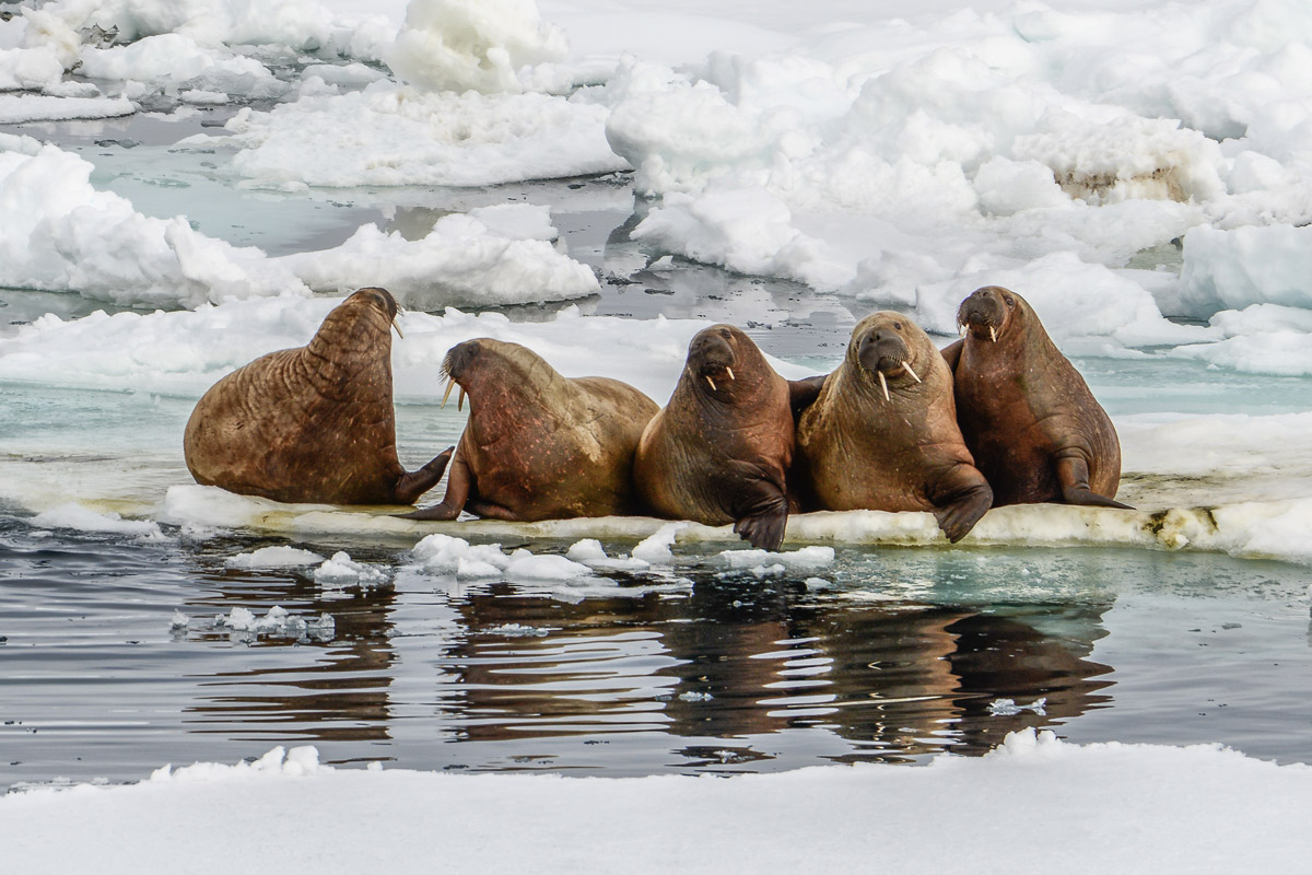 Walrus colony in the pack ice