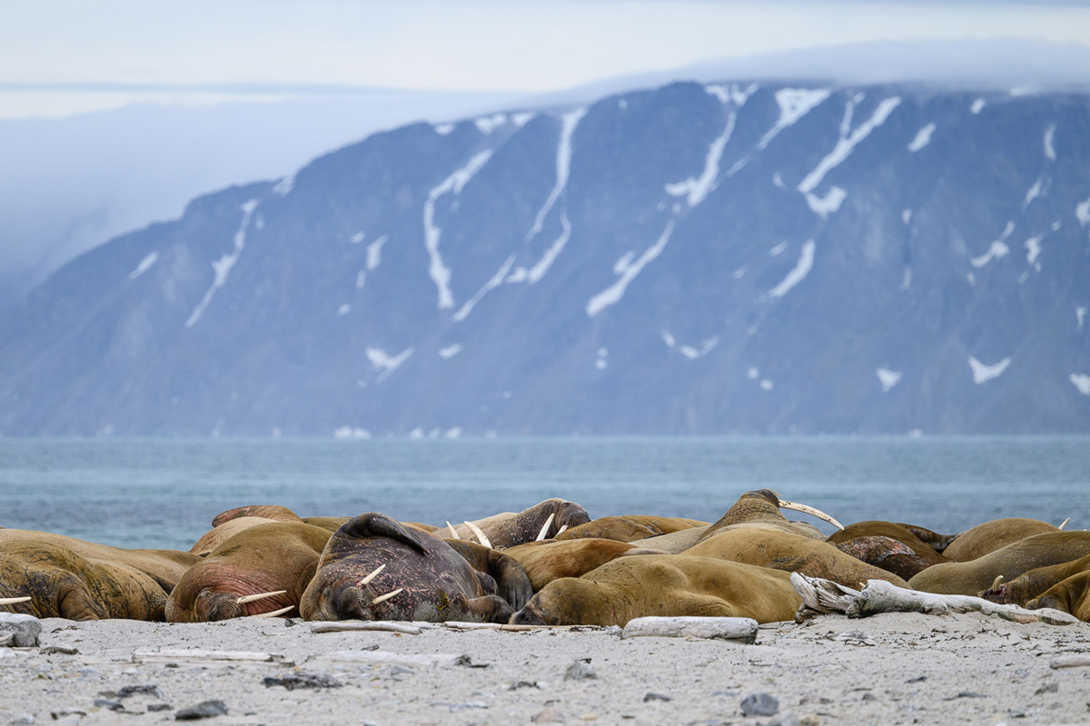 Walrus colony resting