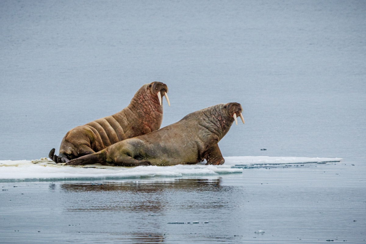 Two walruses observed in the ice pack at Russebukta, Svalbard