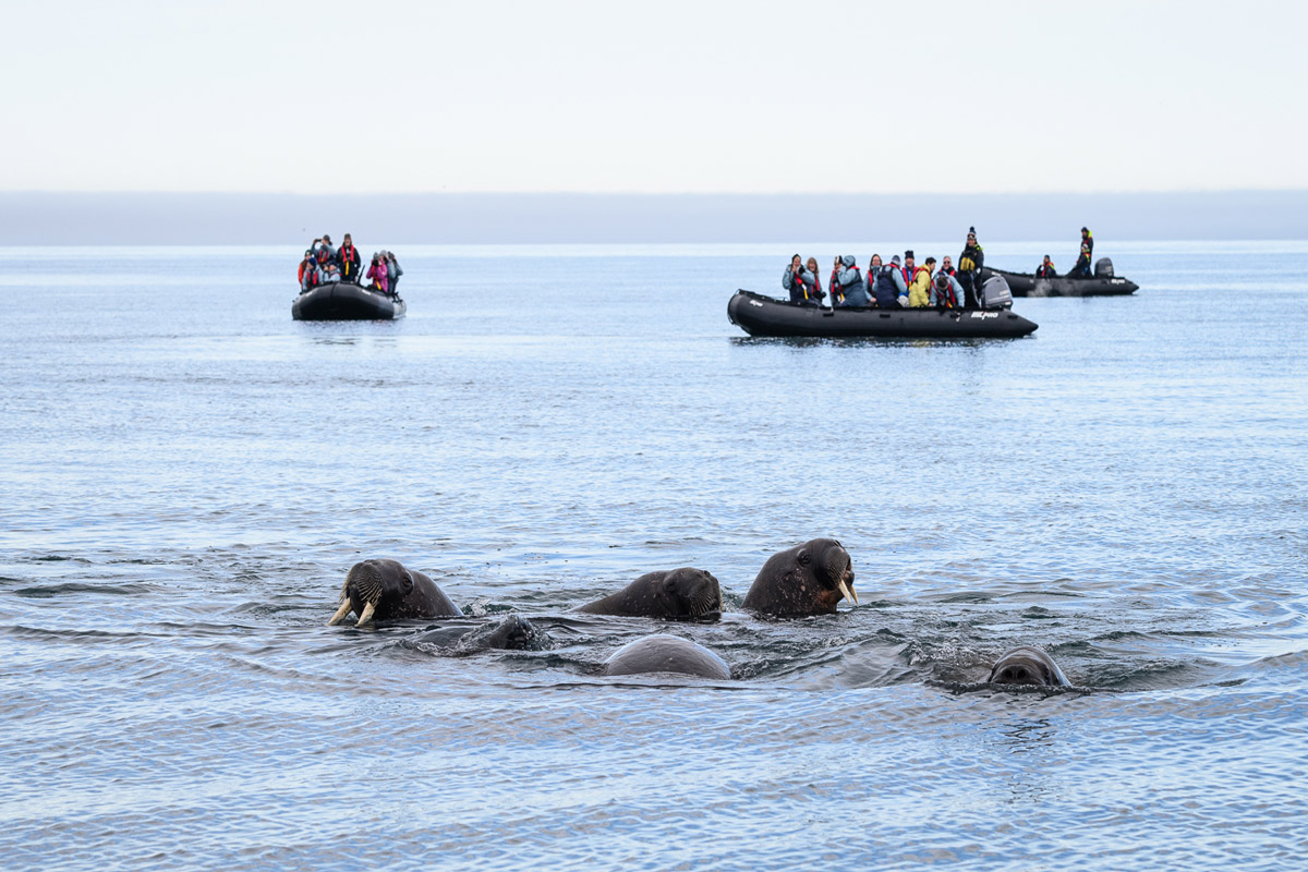 Walruses observed at sea while two of our zodiacs, filled with guests, watched nearby