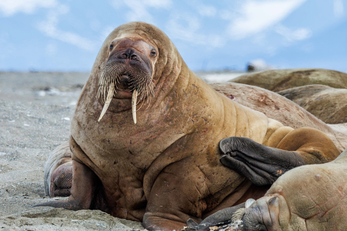 walrus