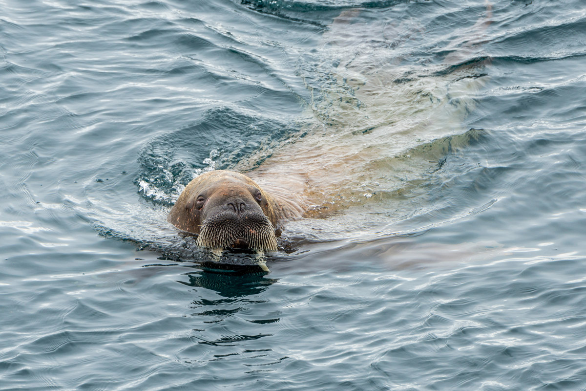 Walrus swimming in the water