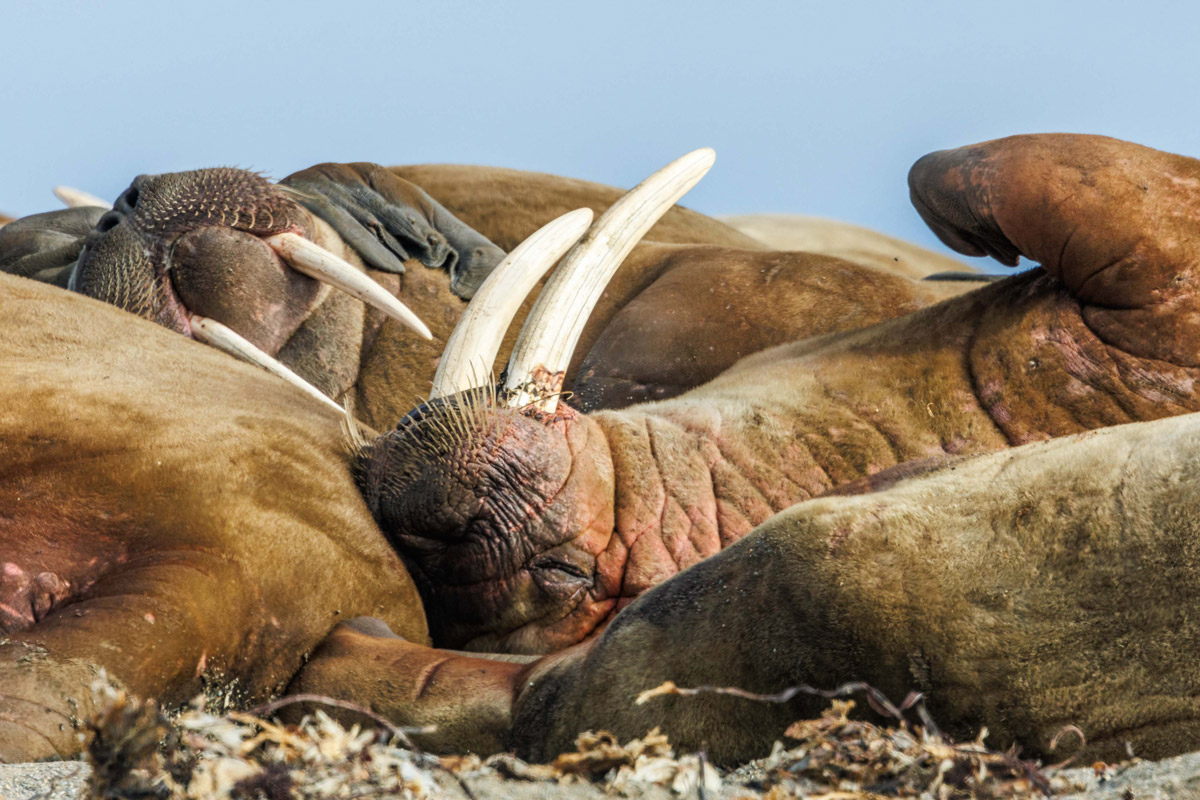 Walruses resting together with their tusks in focus