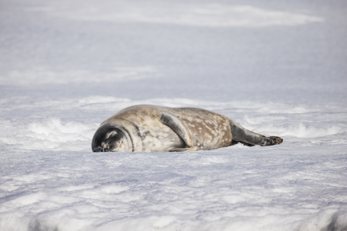 Weddell seal resting on Aitcho-Barrientos