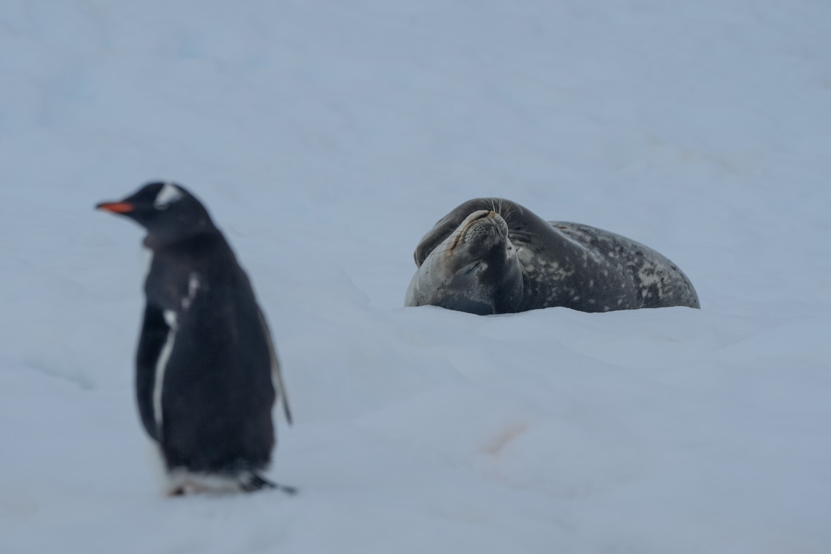 Weddell seal resting near a gentoo penguin at Danco Island.