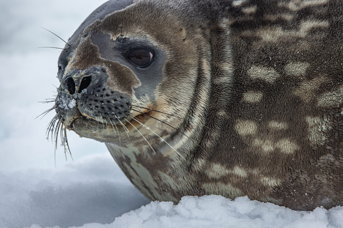 Weddell seal at Hydrurga Rocks