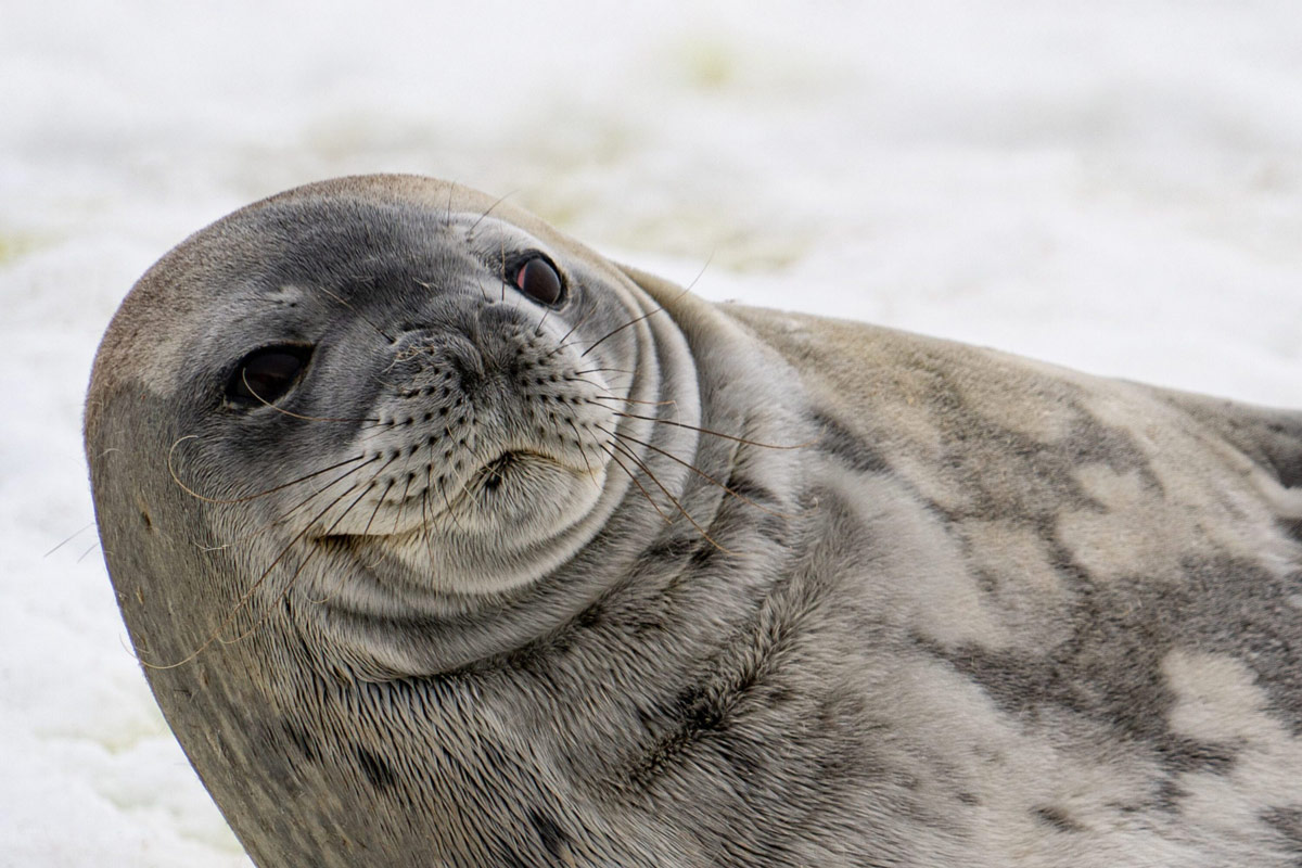 Weddell seal at Hydrurga rock