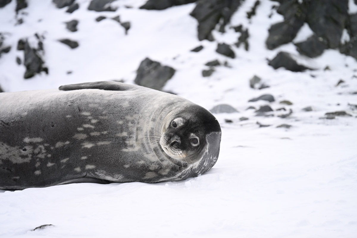 Weddell seal spotted in Half Moon Island, in the South Shetland Islands