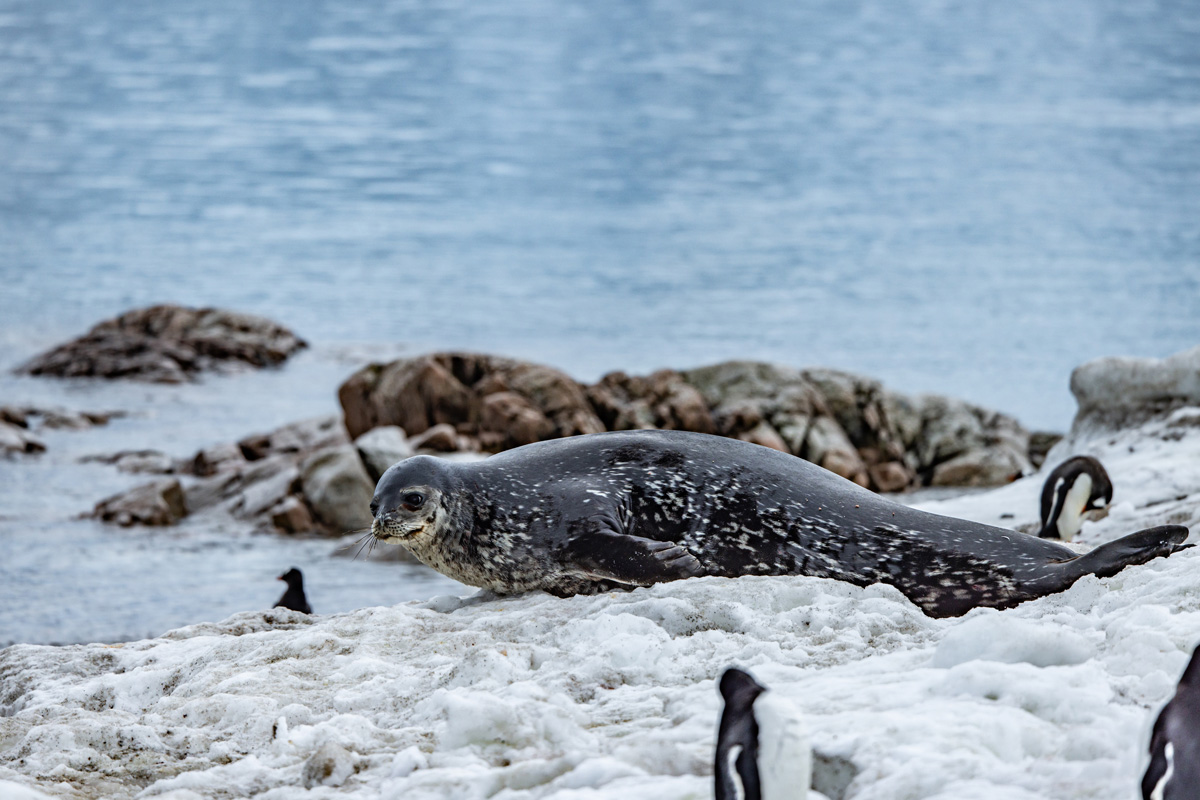 Weddell seal near penguin colony at Neko Harbour