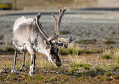 Reindeer grazing in Svalbard