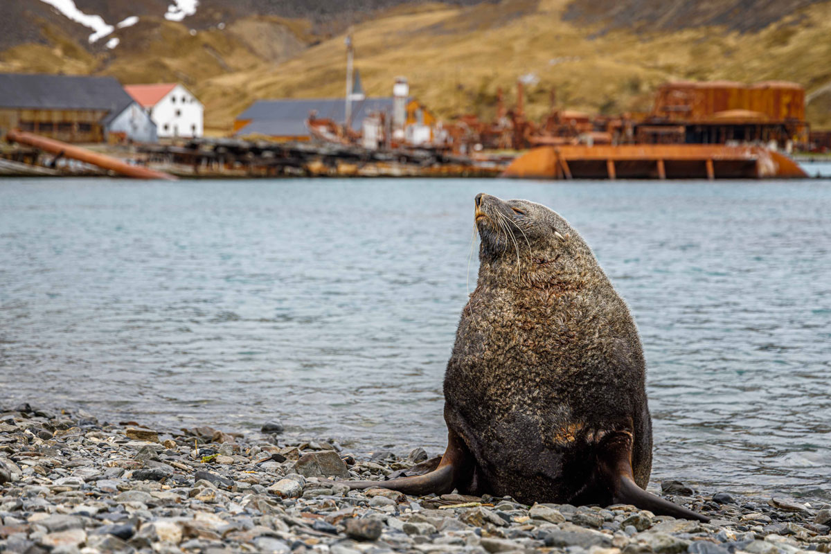 Antarctic fur seal spotted in Grytviken