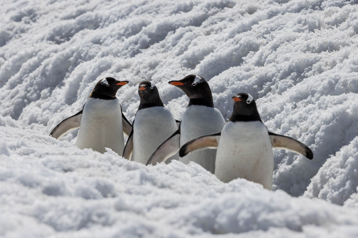 gentoo penguin colony spotted in cuverville island