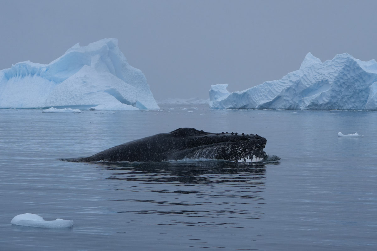humpback whale spotted at neko harbour