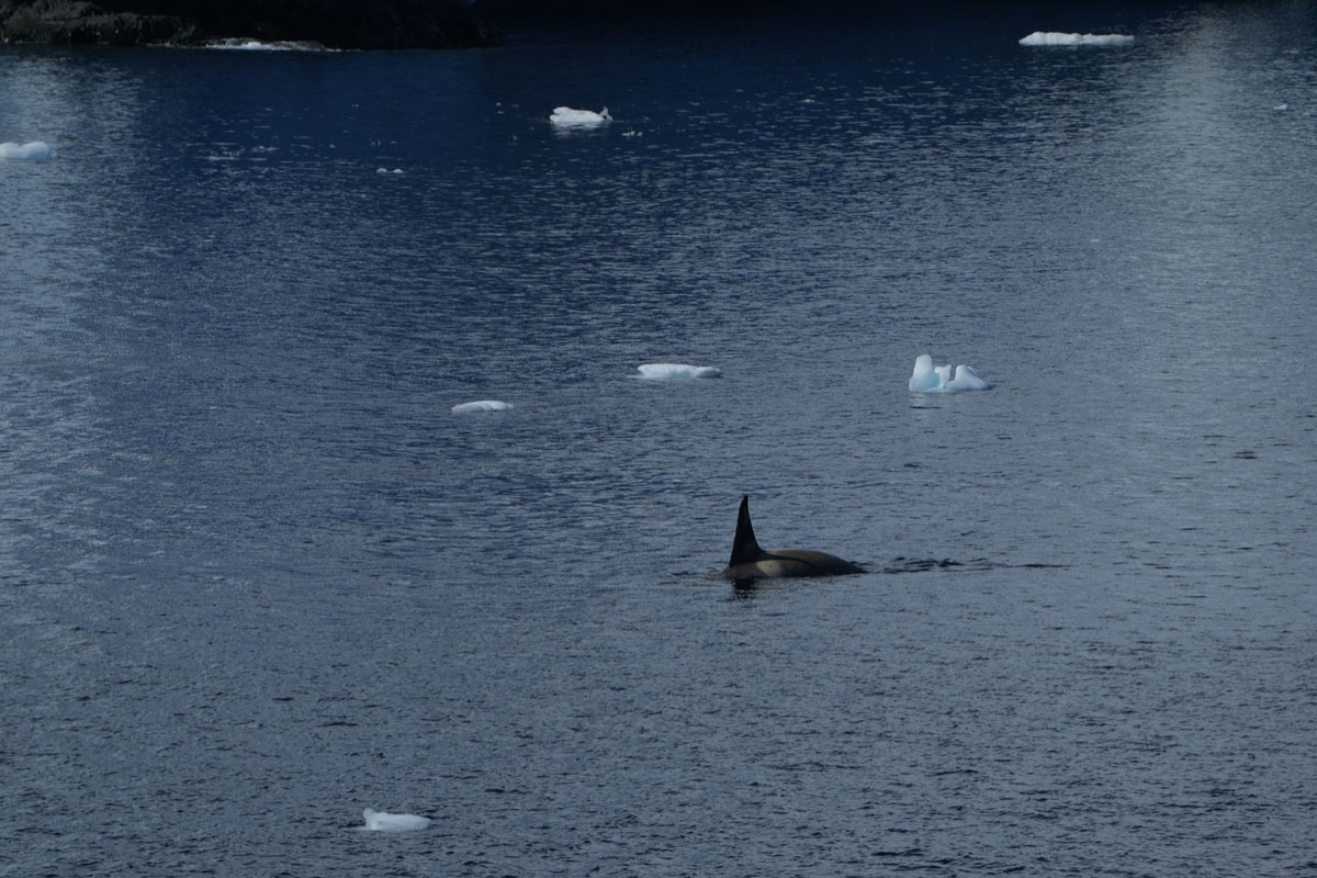 killer whale spotted at lemaire channel<br />
