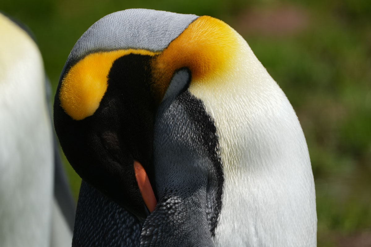 king penguin spotted in Grytviken