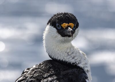 Close up of Antarctic bird
