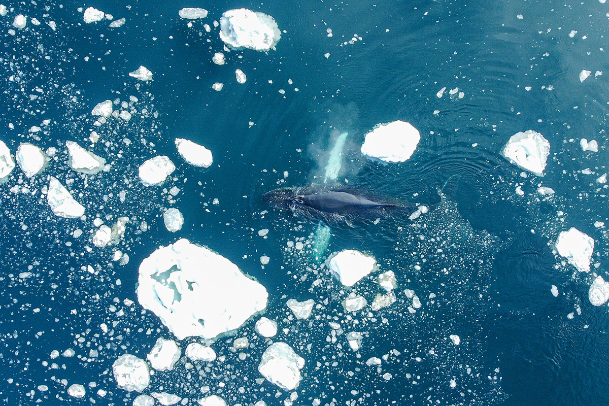aerial-view-of-humpback-whale-in-antarctic-waters