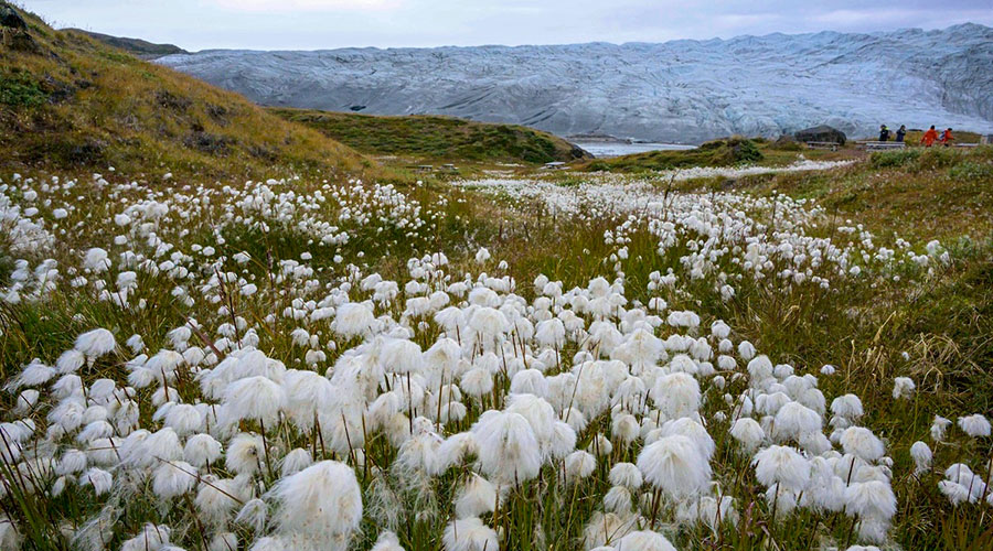 Flower field and reindeer glacier in background