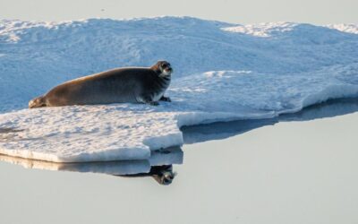 Bearded Seal