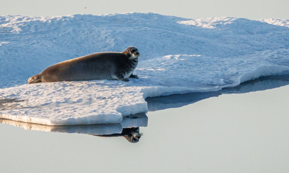Bearded seal approaching the water.