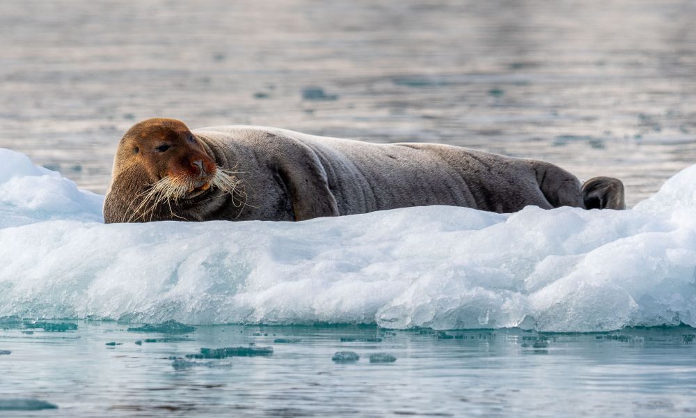 Bearded seal gazing out on water.