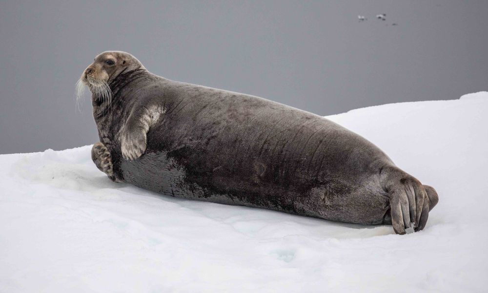 Bearded seal laying on snow.