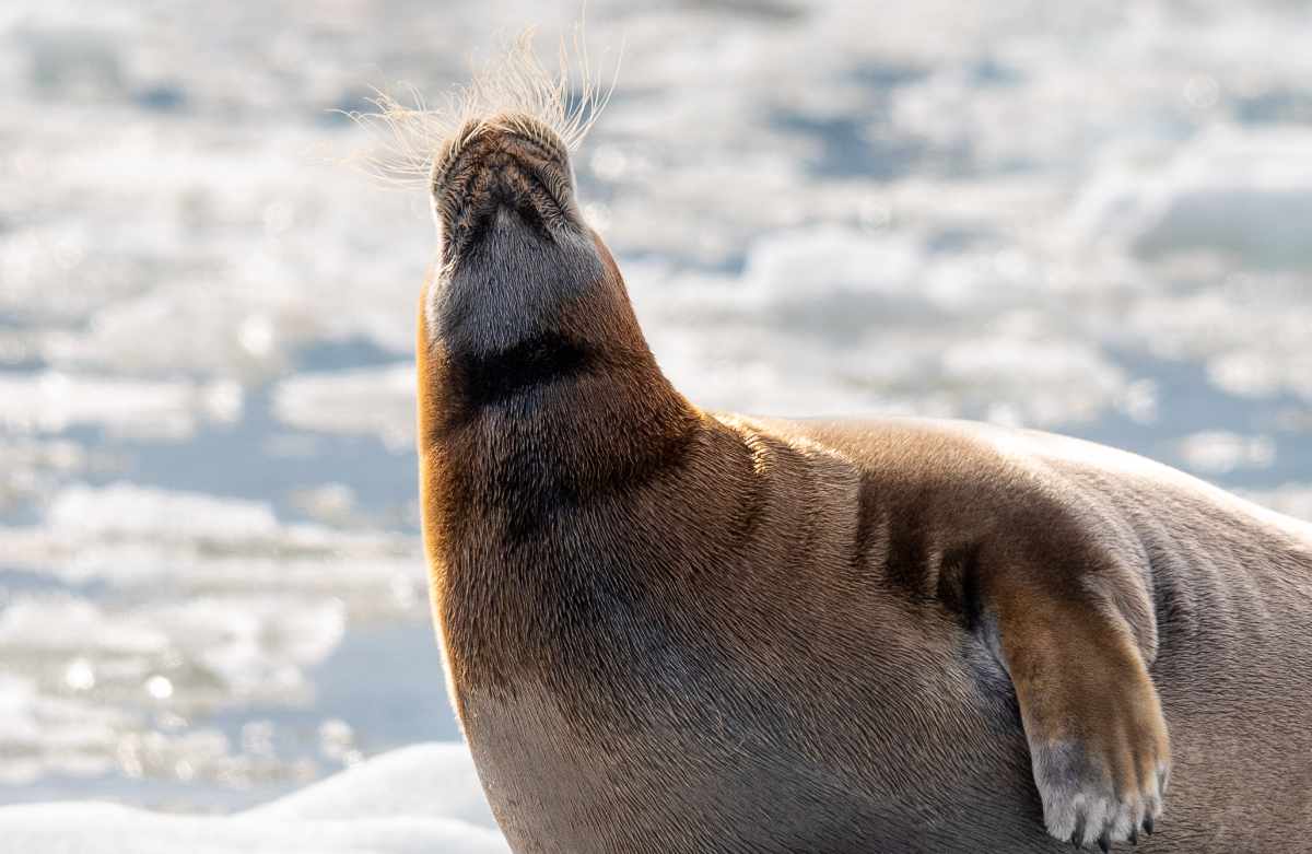 Bearded seal gazing upwards.