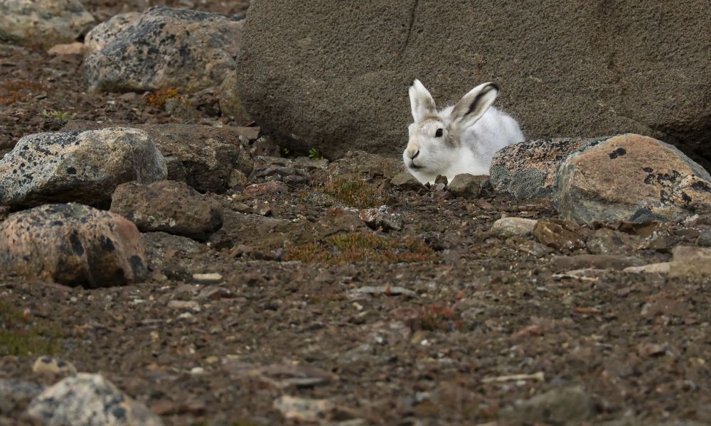 Lone Arctic hare peaking out from rocks.