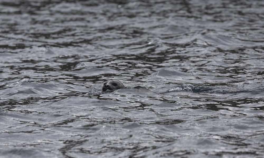 Ringed seal in water.