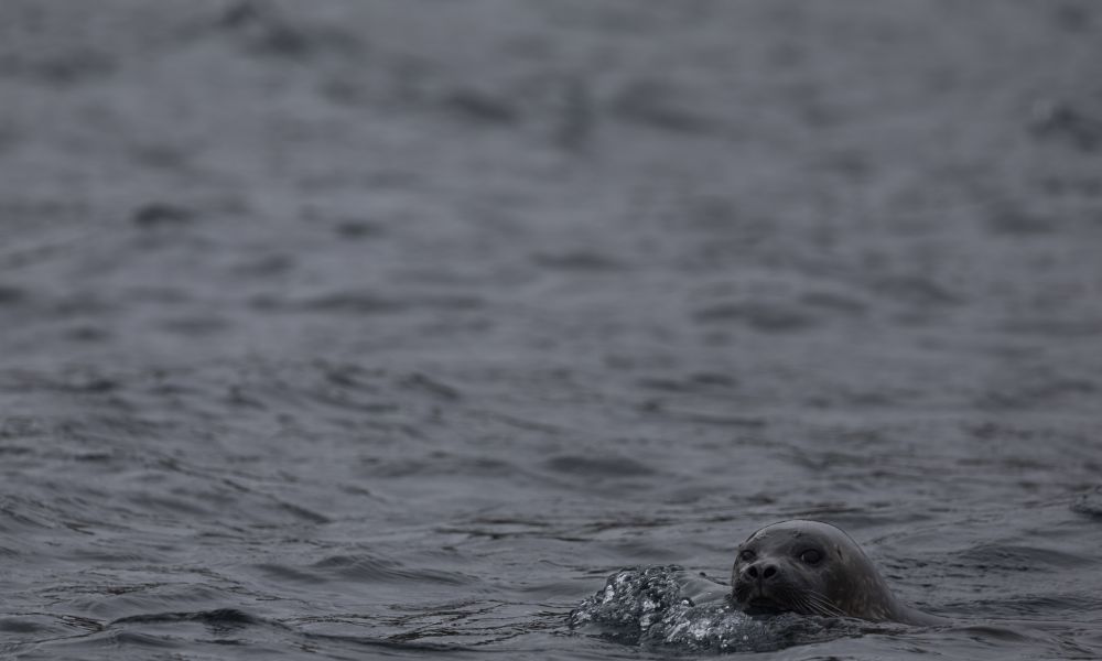 Ringed seal resting head on ice.