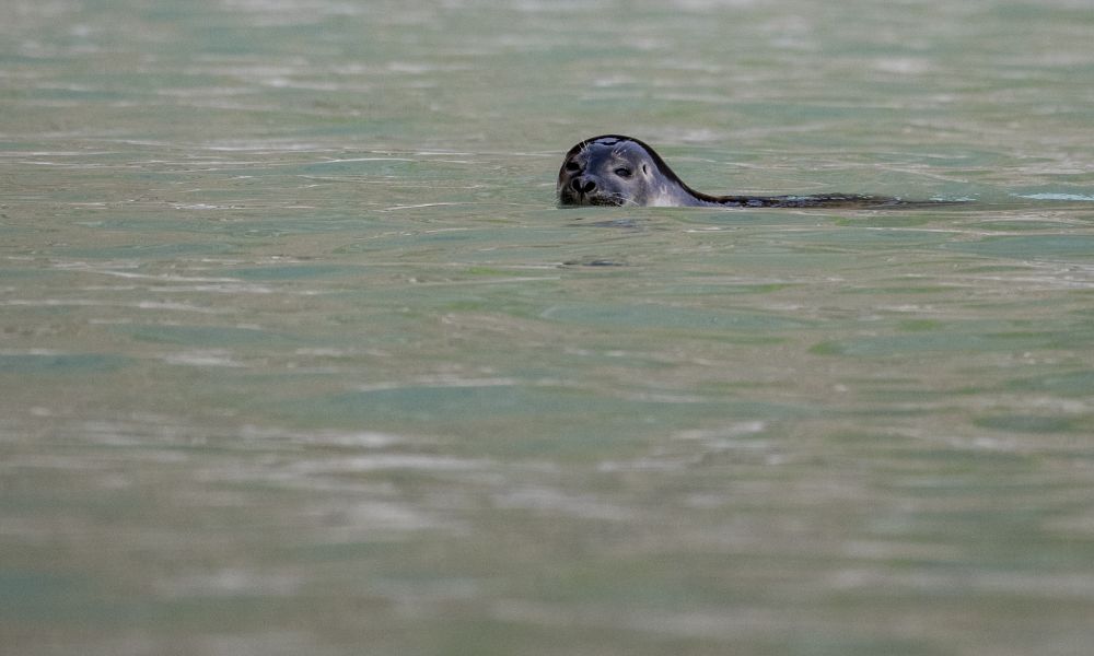 Ringed seal swimming to shore.