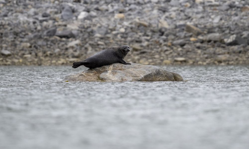 Ringed seal on shoreline rock.