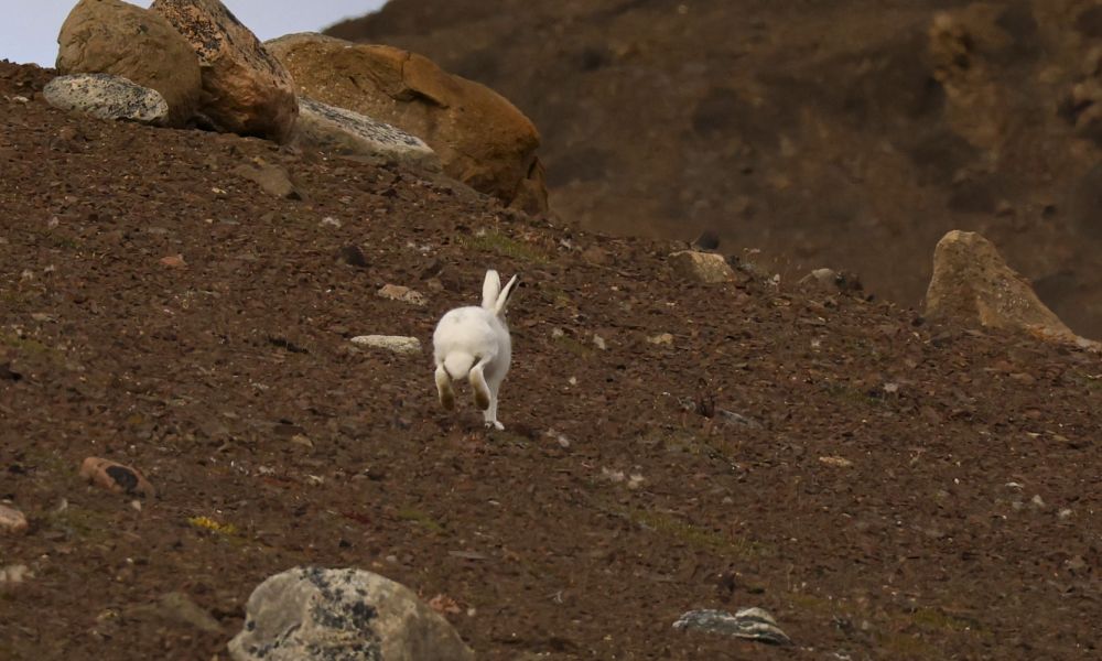 Arctic hare scampering away.