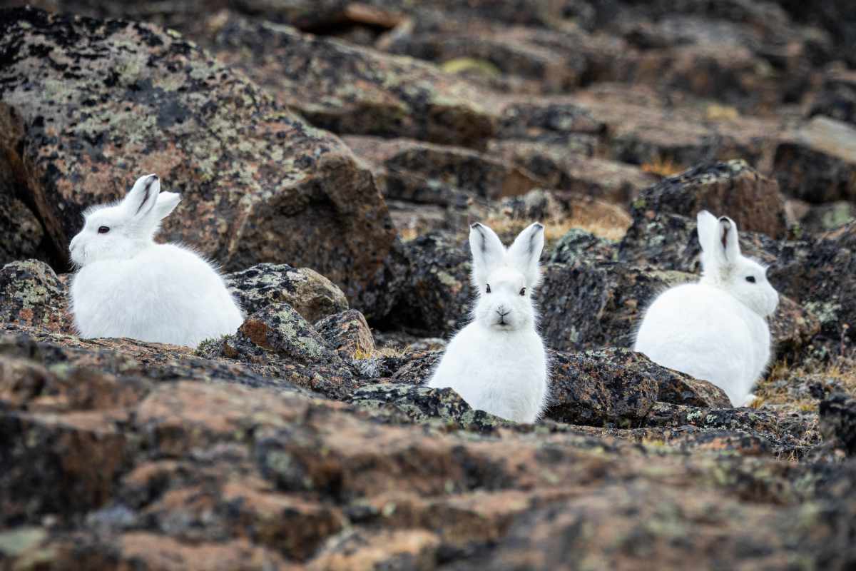 Trio of Arctic hares.