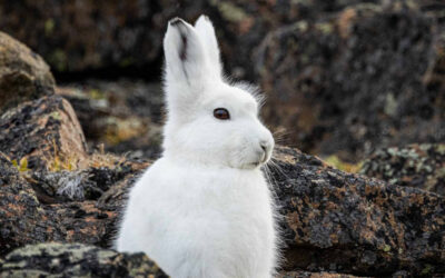 Arctic Hare